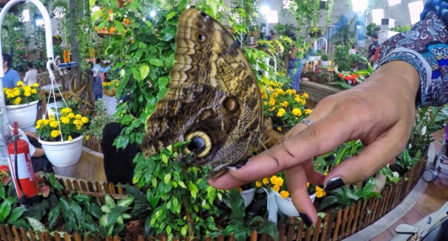 باغ پروانه‌های دبی (Dubai Butterfly Garden)